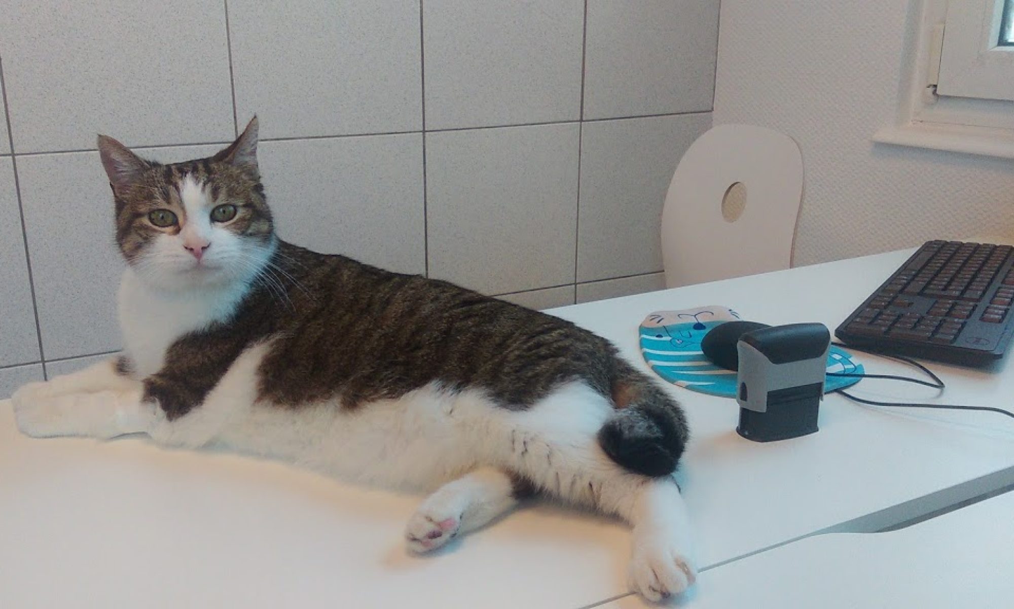 chat-secrétaire